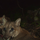 Illustration for article titled Oh Hai! Amazing Photos Capture LA's Newest Baby Mountain Lions